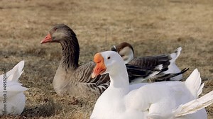 Close up view of domestic goose in farm lands in Michigan countryside