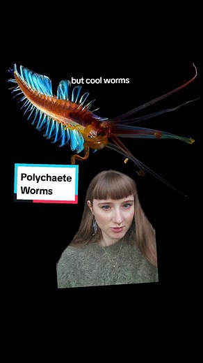 Exploring the Fascinating World of Polychaete Worms in Marine Biology
