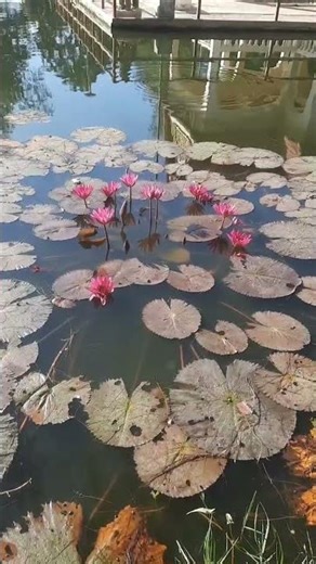 Water lilies #waterflower #waterlily #waterlillies #lake #flowers #naturephotography #plantproducts