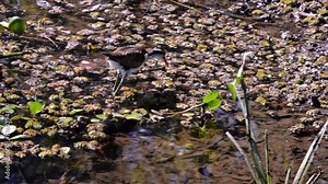 Wattled Jacana (Jacana jacana) young walks on aquatic vegetation. Image in the Pantanal Biome. Mato Grosso do Sul state, Central-Western - Brazil.