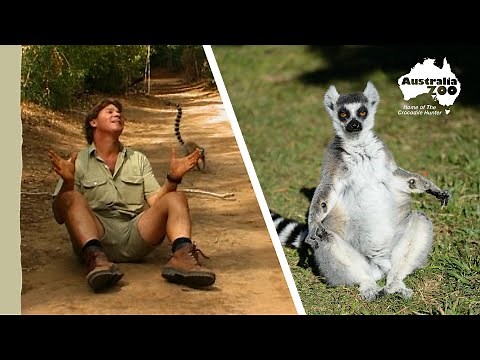 Steve Irwin throwback - joining a lemur troupe in the wild