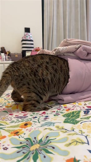 What is my cat doing vro 😭