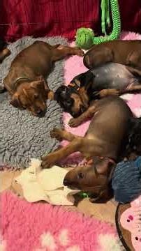 Danixaris German Pinschers 2026 ( Bobby c Queen ) Litter G