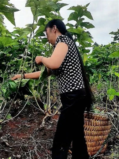 Why Mulberry Leaves Are Harvested at Dawn for Silkworms