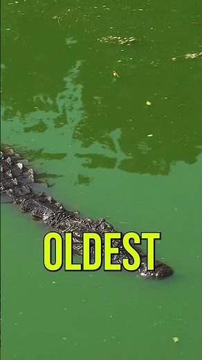 The Secret of a Crocodile’s “Death Roll” 🐊 (Explained)