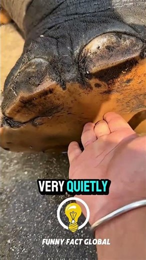 4 Incredible Facts About Elephant Feet You Never Knew! 😱