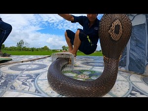 D.ụ d.ỗ được 2 con rắn trốn dưới đích mộ tự bò ra | TGSB #445