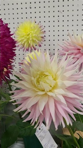🇺🇸 A Rainbow of Dahlias! The Most Beautiful Flowers at the Fair 🌺