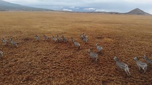 1.8K views · 34 reactions | Zebras are incredible runners. They can run up to 65km/h, and can even run only a few hours after being born. When being chased by a predator, they run in a 'zig-zag' pattern. Because they usually run in herds, their stripes will create confusion and deter enemies this way. | Getaway Magazine | Facebook