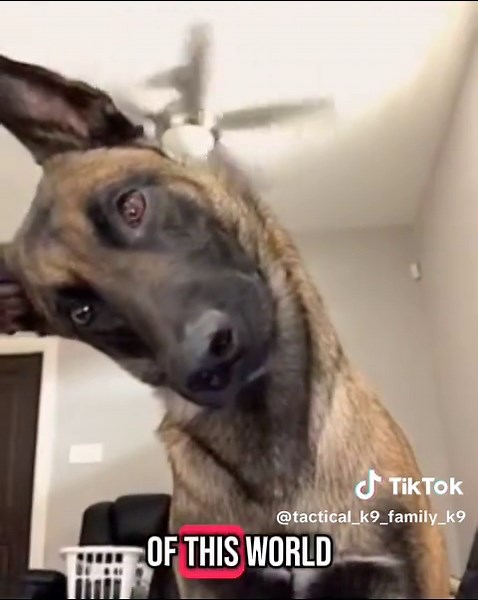 Den hundvänliga trenden på TikTok