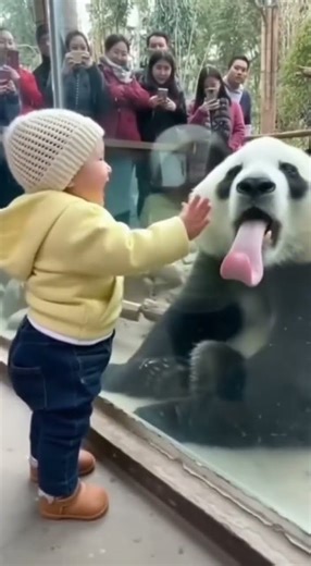 Panda Makes Funny Faces to Make Little Kid Laugh | Cutest Zoo Moment Ever! 😂❤️ #cutebaby #cute