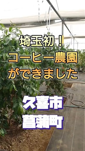 平澤 健一郎 | #埼玉初、#コーヒー農園 が #久喜市 菖蒲町小林 に登場しました。 ２５０本植えたコーヒーの苗木から 国産豆を栽培しています。 多くの人に知っていただきたいと思っています。 珈琲店やコーヒー豆を扱っている方興味のある方、一度見に来てください。 #コーヒー豆 | Instagram