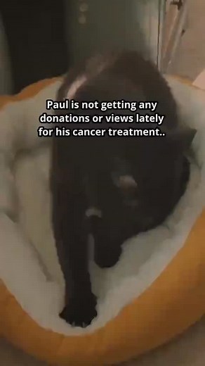 61K views · 9.2K reactions |  Paul is fighting cancer — and his only hope is that enough kind hearts come together to help him get the surgery he desperately needs. Every share and donation brings him closer to healing.   Read Paul’s full story and donate through the link in our bio! #HelpPaul #SavePaul #CancerAwareness #MedicalFundraiser #DonateForGood #HopeForPaul #KindnessMatters #TogetherWeCan #PawsForACause #SupportHealing | rainbowpets.resc | Facebook