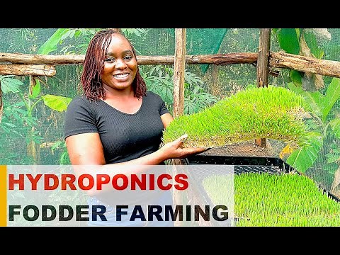 HYDROPONICS Fodder Farming || 10 Easy Steps to Grow Hydroponic Feeds for Poultry