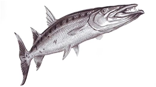 Barracuda drawing tutorial: Capture realistic details and texture on paper