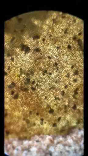 Unseen Life Forms: The Incredible Microscopic Universe