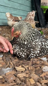 6.1M views · 10K reactions | Cuddles for everyone Spending quiet gentle time with mother and babies teaches trust #cuddles #love #trust #ilovemychickens #chicken #chickens #chickensofinstagram #hensofinstagram #chickensaspets #chickenkeeping #countrylife #chickenlife #baby #chick #backyardchickens #happyhens #chickenfriends #chickenjoy #itsthelittlethings #gardenhens #cute #featheredfriends #hens #cuteanimals #beautiful #animals #beauty #happyplace #chickenmomma | Eggs and Fluff | Facebook