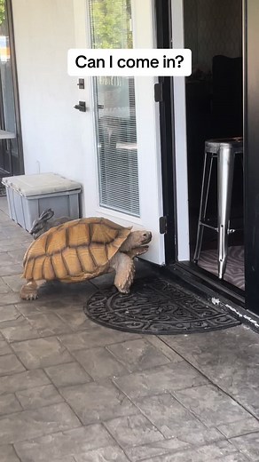 Aggressive Tortoise Wants In The House! 😂