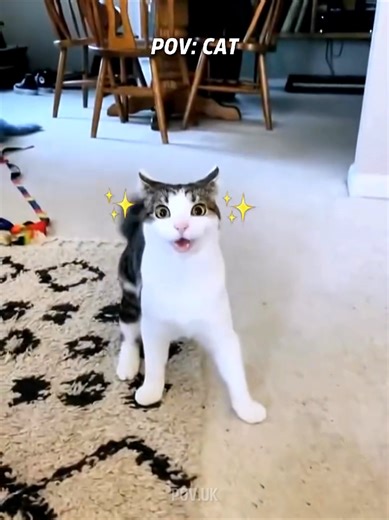 Pov: Cat 😹🤣 #pov #funnymoments #cat