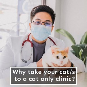 1K reactions · 69 shares | If going to a vet facility makes your cat stressed and angry, try a feline-only veterinary clinic, where cats are the top priority. Ground Floor, Doña Concepcion Building, 1020 Arnaiz Avenue, Makati, 1223 Metro Manila | The Cat Clinic | Facebook
