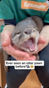 A rescued otter’s yawn is a sign of relaxation or contentment. When otters yawn, they often stretch their bodies, helping to relieve tension after being active or playing. In the wild, otters are energetic animals, and a yawn can also be a way to signal that they feel safe and comfortable, especially after going through stressful situations like being rescued. It’s a cute and natural way for them to show they’re settling down in a safe environment. Video credit goes to @kotsumate_otter Feel free