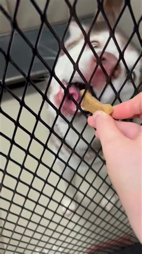 13K views · 205 reactions | Our dogs from one of our single runs got...