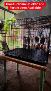 Giant Brahma Chicken and Fertile eggs Available @highlight | Omming's Brahma