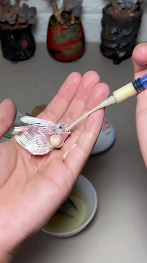 768K views · 8.7K reactions |  . . #catlovers #birds #betrayal #virals #dogs #aliaz #snow #fblifestyle | ali az | Facebook