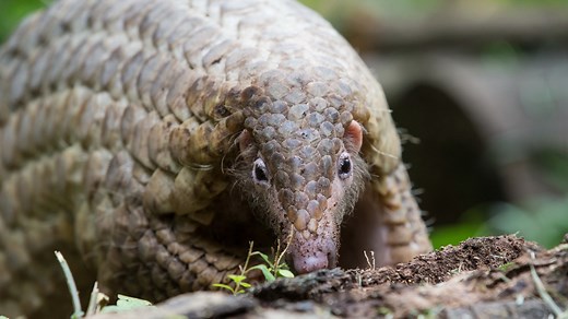 37K views · 129 shares | A Chinese pangolin was captured on camera...