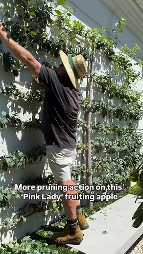 14K views · 1.8K reactions | ESPALIER APPLE TREE - check this tree out. I’ve been training this beauty for close to ten years. My secrets to keep it looking fab are 2 - 3 trims a year (mid spring, summer & mid winter) cutting back all vertical shoots to 2 or 3 big buds. Thin the fruit mid spring and protect the fruit from birds in summer. I like to feed it with a high NPK granular fertilizer after each cut. @merrywood_plants | Andrew Stark. Garden Design | Facebook