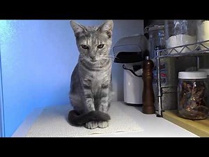 Cat with Upper Respiratory Infection