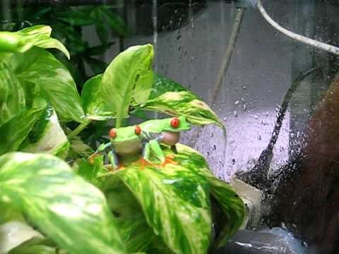 Agalychnis callidryas en chambre de pluie : parade des mâles