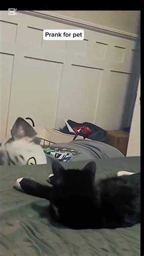Funny Pet Prank Gone Hilarious! You Won’t Believe This Reaction! 😹🐾