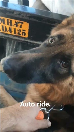 fun auto ride with my giant dog, dog loves travel #germanshepherd #travel #dog #autoride #comedy