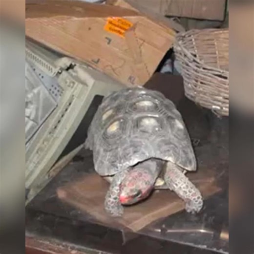 In 1982, an 8-year-old girl lost her beloved pet tortoise, Manuela. The family searched everywhere, but he was gone, and she grew up believing she’d never see him again. Then in 2013, while clearing out her late father’s attic, they opened an old speaker—and found Manuela alive inside, after three decades in hiding. 👉 Full story video ⤵️⤵️ | Next Curiosity