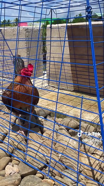 Breeding Hennie Lines: Expert Tips and Techniques