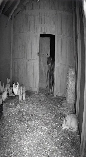 332K views · 292 reactions | Security Cam Catches Unbelievable Barn Showdown! (AI) | Crafty Panda How | Facebook