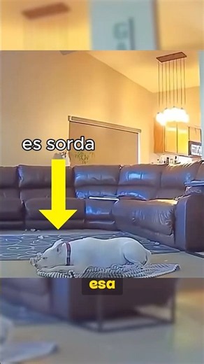 How to Help a Deaf Dog?