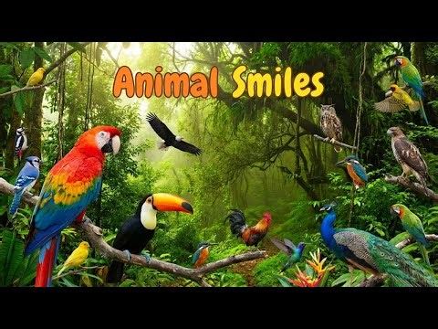 All Birds In The World And Sound parrot, owl, eagle, rooster, toucan, peacock, woodpecker, jay,raven