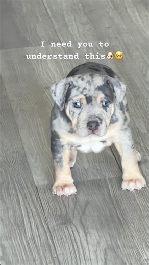 I need you to understand this🐶 #youtubeshorts #americanbully #cutedog #shorts #puppy #viral #short