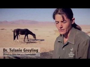 The Wild Horses of the Namib - THE NAMIBIA WILD HORSES FOUNDATION