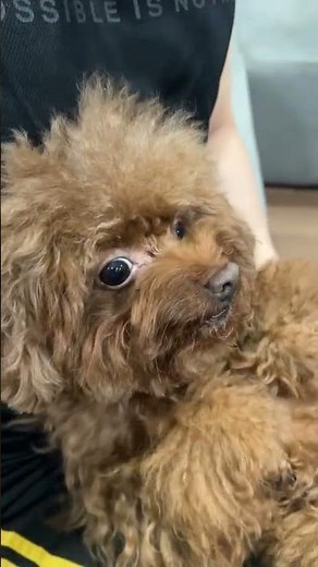 Little Poodle Being Silly – Funny and Cute Moments Compilation! #puppylaughs #adorablepets