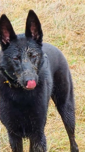 This malinois won't stop playing in mud #malinois #funny #shorts