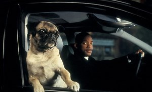 Frank The Pug Sings THIS Song In “Men In Black 2″, And It’s Hilarious!