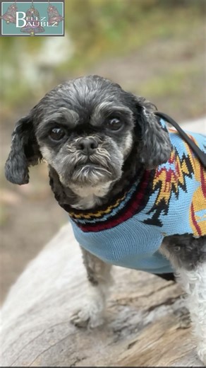 Senior Dog Model Session