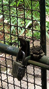 18K views · 268 reactions | Chegou na chácara e tinha uma Jararaca no cadeado do portão. Pra que cachorro? Espécie: Bothrops jararaca Video de Luiz Antonio Nery Jr. Data: 29/10/2023 Local: Represa do Jaguari SP Video cedido para uso exclusivo do Biólogo Henrique | Biólogo Henrique o Biólogo das Cobras | Facebook