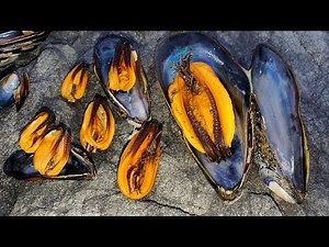 Foraging for Mussels w/ Size and Taste Comparison