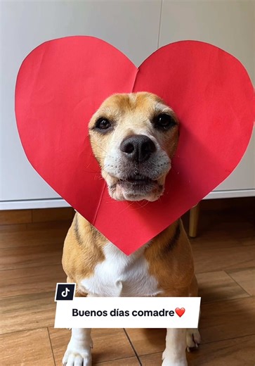 Envíale este video a tu amiga😅❤️ #beagle #beaglepuppy #dogsoftiktok | beagles
