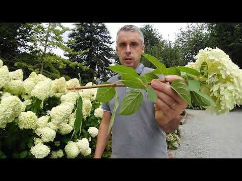 Hydrangea paniculata 'Lime light'