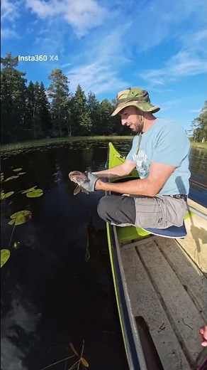 Attaque d'un brochet a 1 metre du canoë en Suède